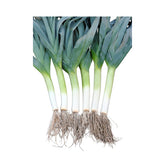 Hectarul - Seminte de praz Bulgarian Giant, 10 grame